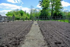 The center footpath is marked with twine. When starting a new garden, rotate planting by changing the location of crops each year. Doing this will further improve the soil quality.