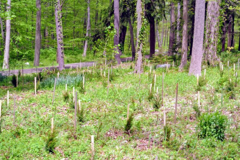 Planting Trees from Musser Forests, Inc. The Martha Stewart Blog