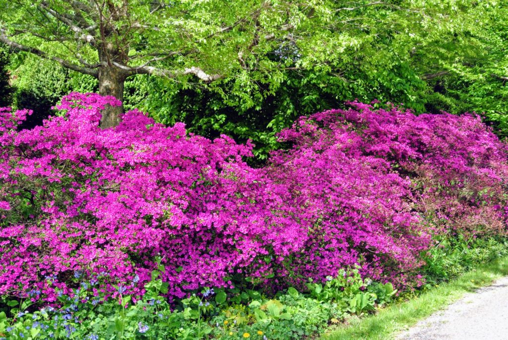 Azaleas at the Farm - The Martha Stewart Blog