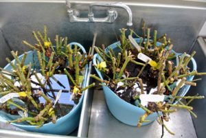 Right away, Ryan placed the bare-root cuttings into two large trug buckets filled with water. When working with bare roots it’s important to soak the whole plant – roots and shoots – for several hours or even overnight. Never let the roots dry out.