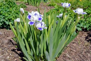 And this iris is a bright blue and white.