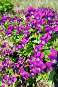 Once established, these flowers grow very well, even if left unattended. Soil should be moist, but not wet, and spent blooms should be deadheaded to promote additional flowers and to keep the appearance neat and beautiful.