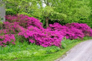 My azalea collection is in a lightly wooded area, where they get filtered sunlight through the day.