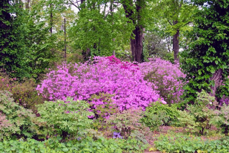 Azaleas At The Farm The Martha Stewart Blog 