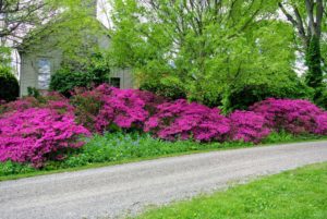 Keep azaleas where they can be protected from midday and winter sun to prevent leaves from drying out and burning.