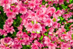 Azaleas are native to several continents including Asia, Europe and North America. These plants can live for many years, and they continue to grow their entire lives.