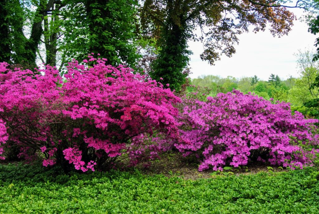 Azaleas at the Farm The Martha Stewart Blog