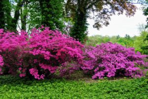 Azaleas thrive in moist, well-drained soils high in organic matter. Morning sun and afternoon shade is ideal.