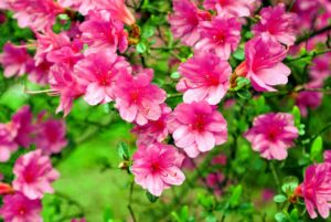 Azalea flowers can be single, hose-in-hose, double or double hose-in-hose, depending on the number of petals. These bold pink azalea blossoms are hose-in-hose and contain 10-petals each.