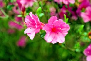 Azalea petal shapes vary greatly. They range from narrow to triangular to overlapping rounded petals. They can also be flat, wavy or ruffled.