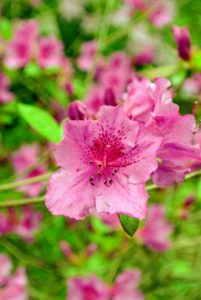 Although azaleas are resistant to many pests and diseases, they are susceptible to some problems, including bark scale, petal blight, powdery mildew and a leaf disease called azalea gall.