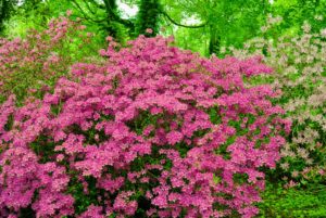 Azaleas have short root systems, so they can easily be transplanted in early spring or early fall. Be careful not to plant too deep and water thoroughly after transplanting.