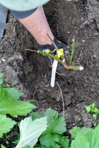 Ryan then places the cutting into the hole and back-fills - lastly, he gently tamps the soil down around the plant.