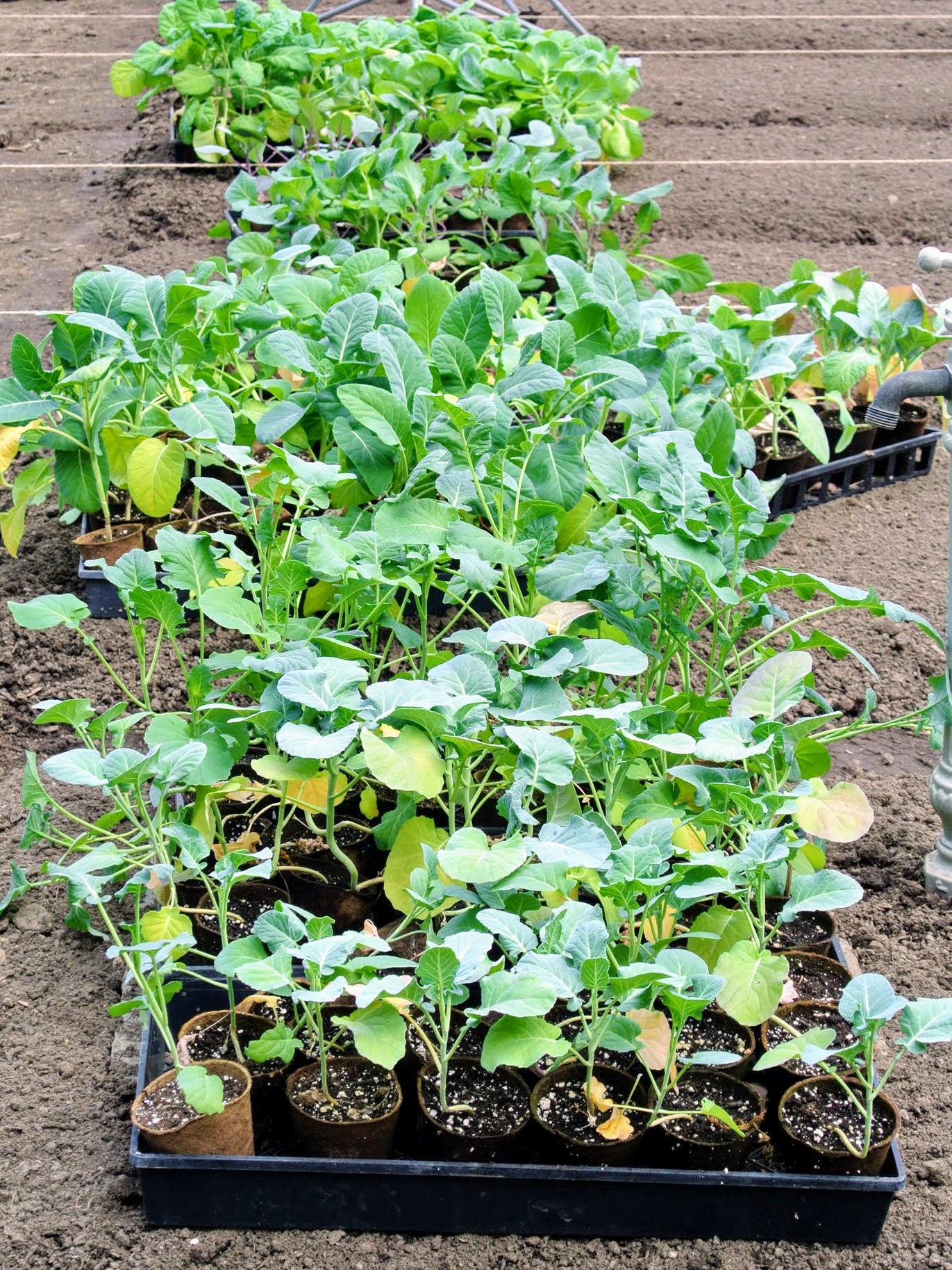 Młoda kapusta - healthy plan by ann  Cabbage, Cabbage plant, Fall garden  vegetables