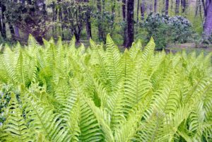 The ferns are doing so well this year - look how beautiful they are in this area near Patsy's garden shed. Planting multiples of one plant in a section of a garden can look so stunning.