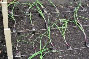 Roots grow out of the bottom of the onion bulb, and tend to only be about 12-18 inches deep in the soil.