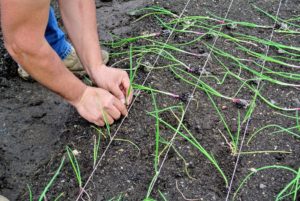 Be sure the onion roots are well covered with soil, and that the top of the plant's neck isn't covered too deeply. If too much of the plant is buried, the growth of the onion will be reduced and constricted.