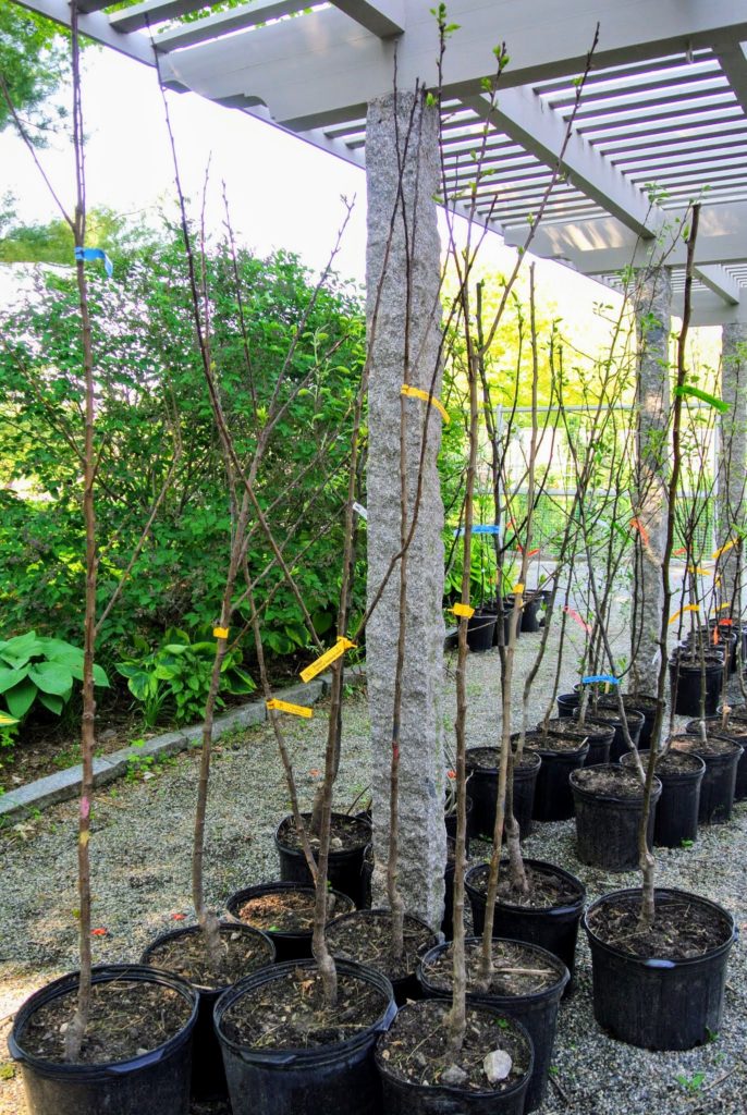 Fruit Trees from Fedco The Martha Stewart Blog
