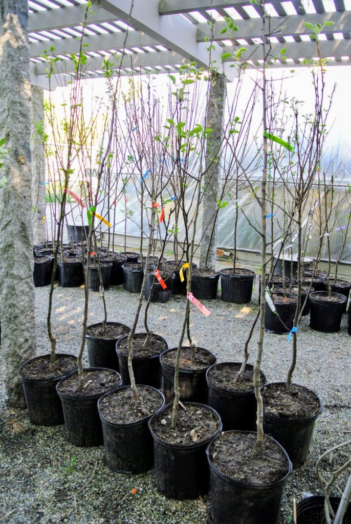 Fruit Trees from Fedco The Martha Stewart Blog