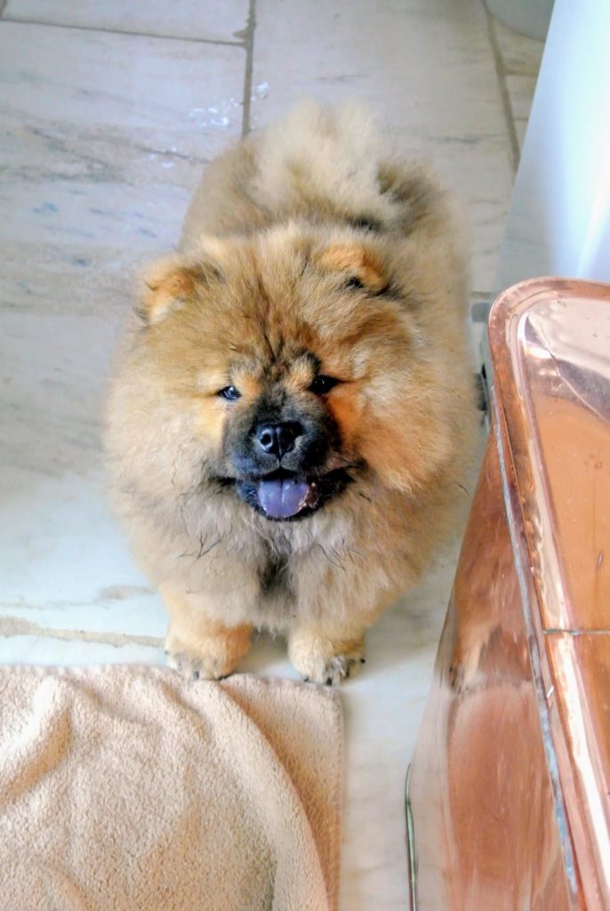 Cooking for My Dogs The Martha Stewart Blog