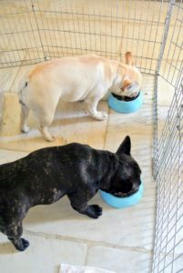 It's dinner time! For the Frenchies, that means every morsel is eaten - no leftovers. My dogs eat two meals a day - once in the morning and once in the evening. Splitting meal times is good for their digestion.