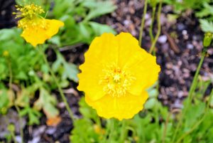 I have Iceland poppies in shades of yellow, orange and white. They come in more than 80 varieties. The flowers also attract birds, butterflies and bees.