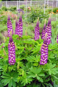 Lupinus, commonly known as lupin or lupine, is a genus of flowering plants in the legume family, Fabaceae. The genus includes more than 200 species. It's always great to see the tall spikes of lupines blooming in the garden.