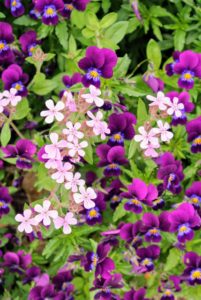 Violets are easy to love. They’re beautiful, fragrant, and virtually maintenance free. Violets like full sun, cool weather and consistently moist soil.