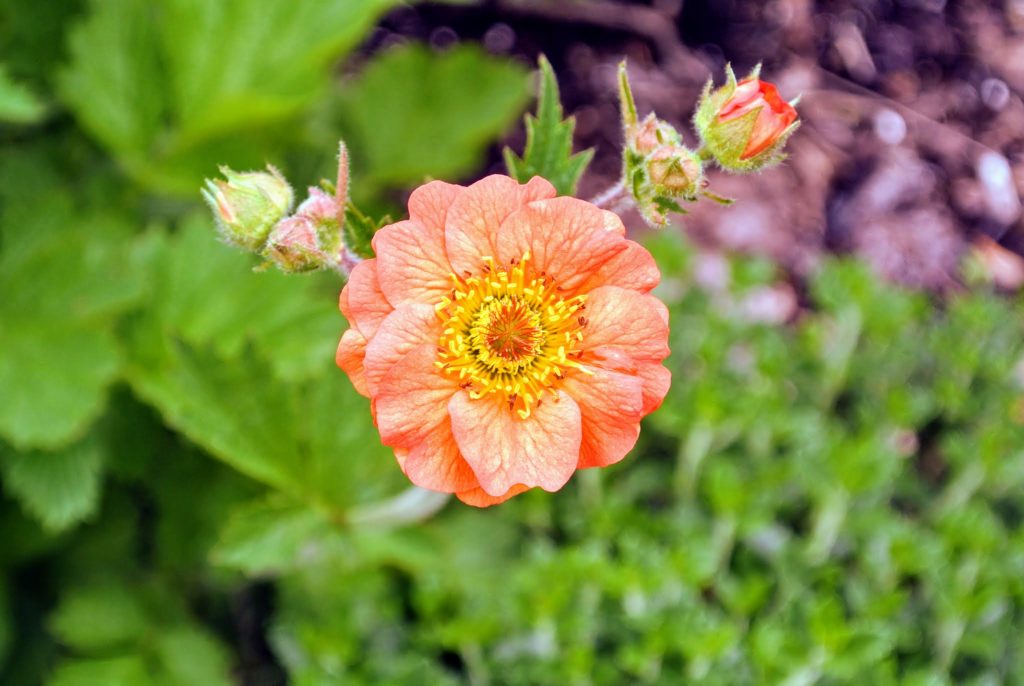 Visiting My Flower Cutting Garden The Martha Stewart Blog