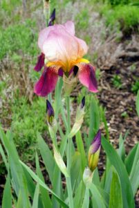 Bearded irises thrive in most well drained soils. Heavy soil should be amended with humus, compost, or other organic material to improve drainage.