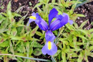 Iris × hollandica, commonly known as the Dutch iris, is a hybrid iris developed from species native to Spain and North Africa. This bulbous iris has narrow linear green leaves and bears largish blue to yellow to white flowers.
