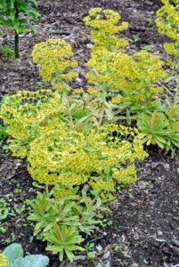 Euphorbias are easy to grow perennial plants. Popular for their richly colored leaves and unusual flowers, euphorbias are an excellent addition to borders, rock gardens, and meadows.