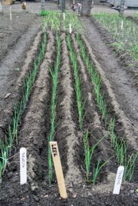 Our leeks were started from seed in the greenhouse. To produce succulent white stems, the leeks are planted into deeper trenches about six to eight inches deep.