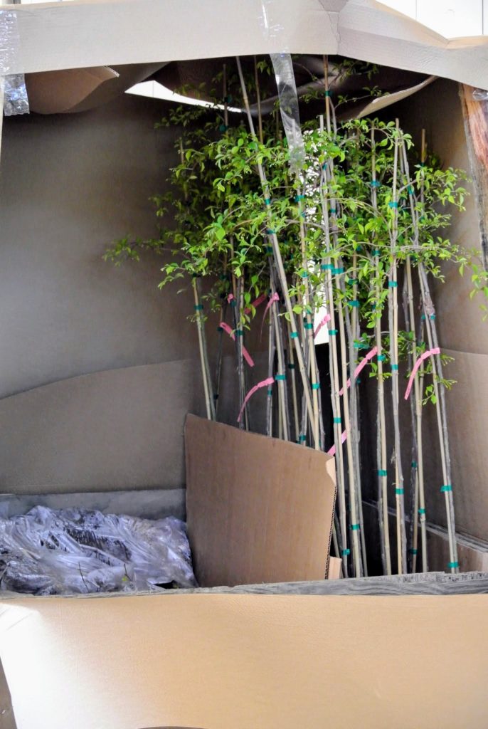 The Martha Stewart Blog : Blog Archive Trees from JLPN in Salem, Oregon ...