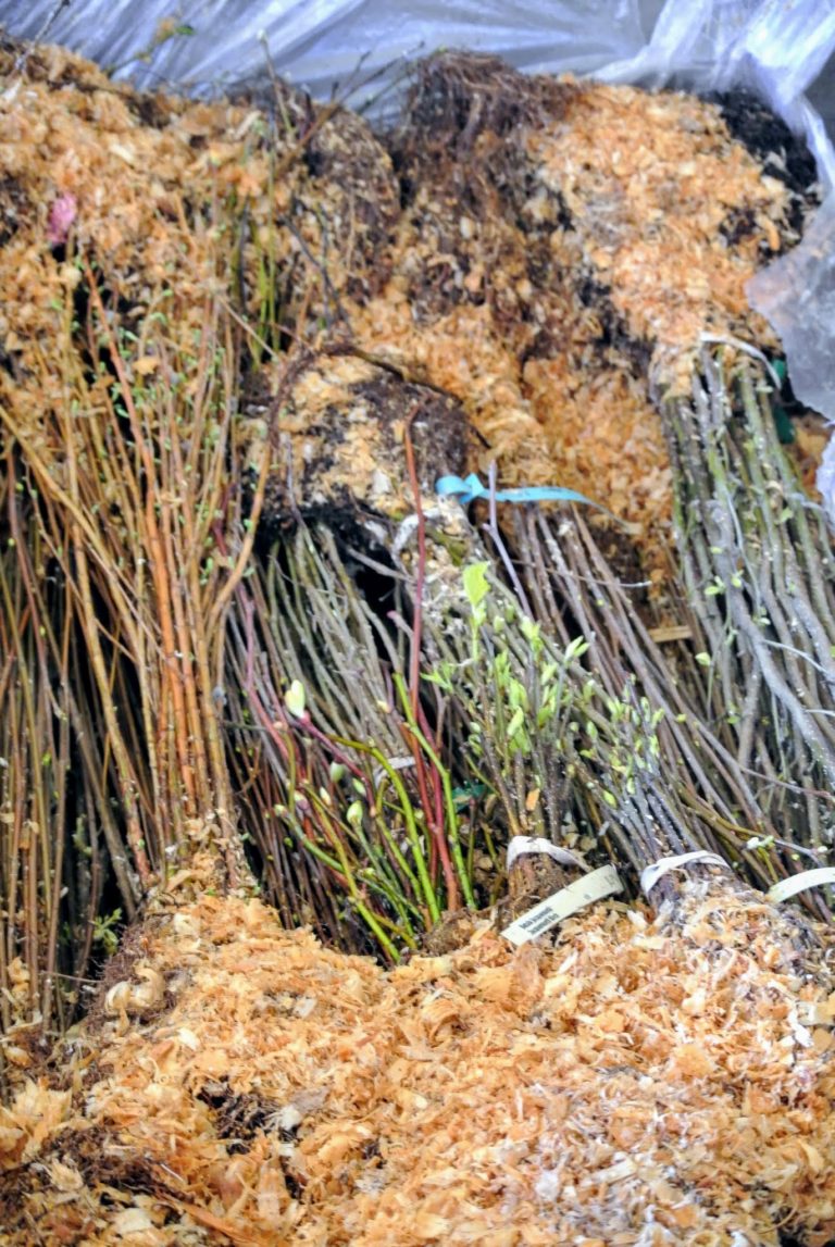 The Martha Stewart Blog : Blog Archive Trees from JLPN in Salem, Oregon ...