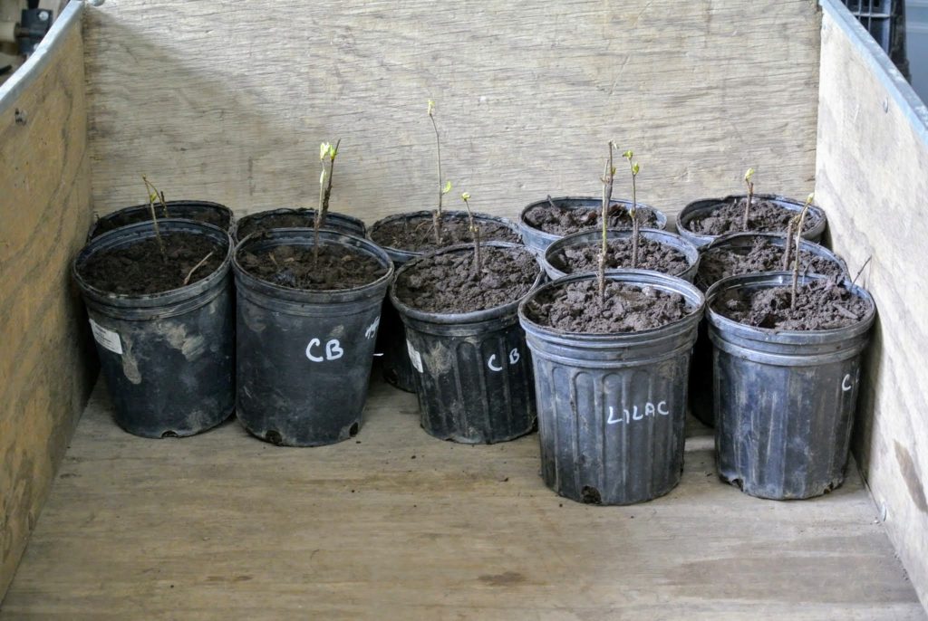 The Martha Stewart Blog : Blog Archive Trees from JLPN in Salem, Oregon ...