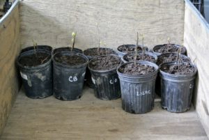 All like seedlings are kept together and loaded onto a wheelbarrow, so they can be moved to a designated location, where they will be maintained until they're transplanted into the ground.
