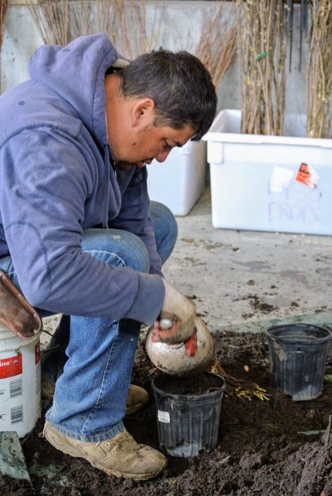 The Martha Stewart Blog : Blog Archive Trees from JLPN in Salem, Oregon ...