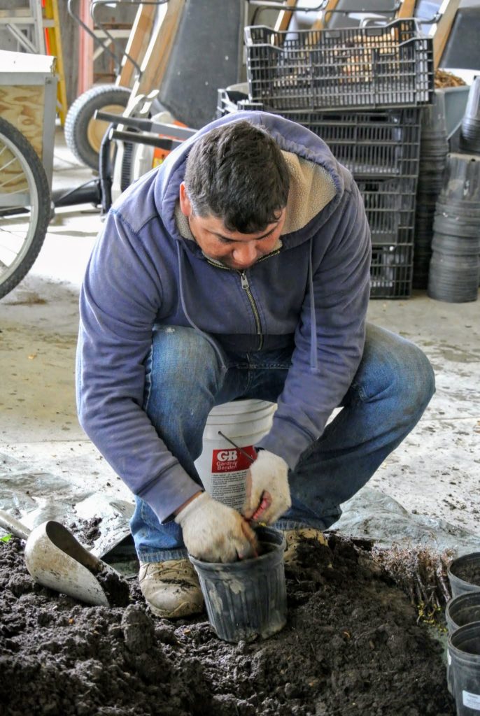 The Martha Stewart Blog : Blog Archive Trees from JLPN in Salem, Oregon ...