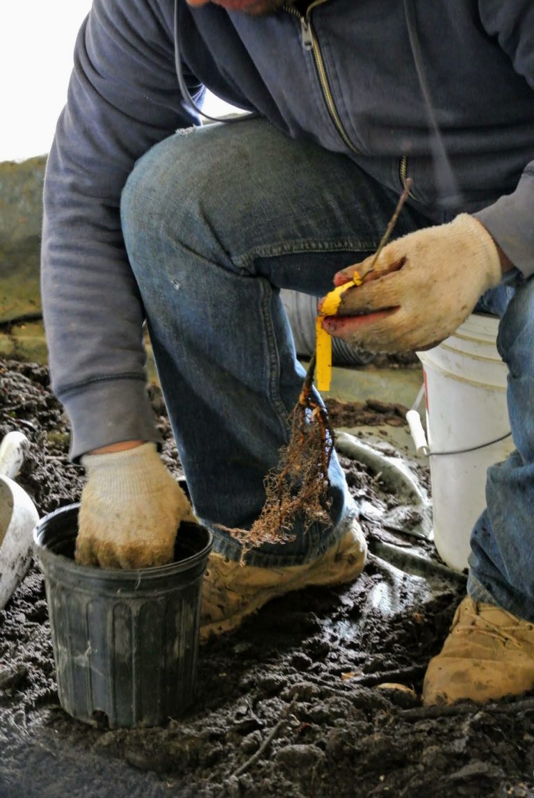 The Martha Stewart Blog : Blog Archive Trees from JLPN in Salem, Oregon ...