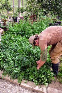 Here’s Ryan harvesting some cutting celery, another ingredient of my green juice. This hardy annual can be used in place of celery and is easier to grow. The fine green leaves and thin hollow stems are especially good to flavor soups and stews.