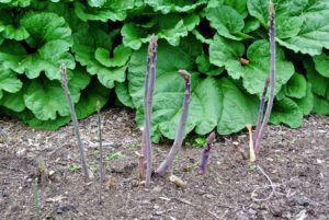 Asparagus are edible shoots that rise early in the spring from underground stems called crowns. These perennial plants require patience and at least a few years to become a well-established patch in the garden. I made sure that an asparagus crop was planted when I first bought this farm.