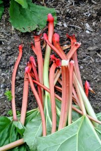 I also requested some rhubarb. I have a healthy row of rhubarb growing in this garden as well. Rhubarb is a perennial vegetable, though it is generally used as a fruit in desserts and jams.