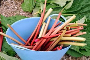 Ryan harvests stalks that are 12 to 18 inches long. The harvest period runs about eight to 10 weeks. Look at all the beautiful rhubarb stalks.
