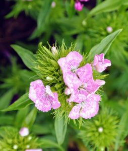 The dainty dianthus plant is also called Sweet William, Dianthus barbatus, and has a fragrance with cinnamon or clove notes. The plants are small and usually between six and 18 inches tall. The foliage is slender and sparsely spread on thick stems.