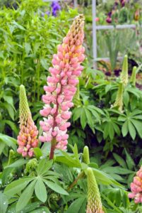 Lupines come in lovely shades of pink, purple, red, white, yellow, and even red. Lupines also make great companion plants, increasing the soil nitrogen for vegetables and other plants nearby.