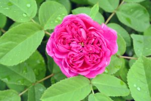 I have many roses in my flower garden. Many of them were transferred here from my home in East Hampton a few years ago. I also planted many new rose bushes and climbers this year from rose hybridizer, David Austin.
