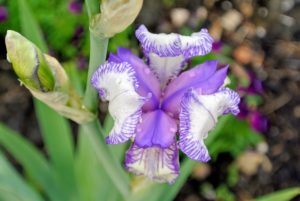 The most commonly planted iris in the United States is the bearded iris. Height of the bearded iris plant ranges from three-inches for the shortest of dwarf iris flowers to four feet for the tallest.
