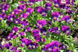 Already blooming are these beautiful johnny jump ups, Viola. The cheery purple flowers are easy to care for and ideal for novice gardeners who want to add some color to their landscaping.