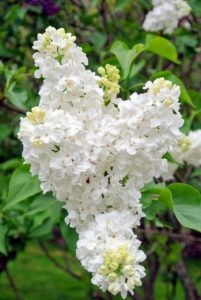 'Angel White', which reaches 10-12 feet tall, bears an abundance of fragrant, pure-white blooms, and thrives as far south as hardiness zone 8.
